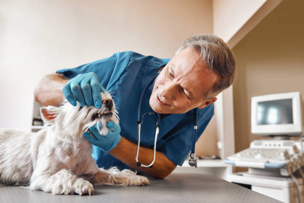 Best Emergency Dental Extractions in North Haledon, NJ